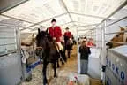 Bundesmeisterschaft Noriker + Haflinger Bild 2