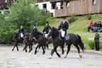 Bundesmeisterschaft Noriker + Haflinger Bild 9