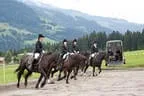 Bundesmeisterschaft Noriker + Haflinger Bild 10