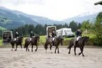 Bundesmeisterschaft Noriker + Haflinger Bild 11