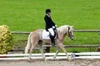 Bundesmeisterschaft Noriker + Haflinger Bild 15