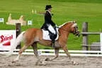 Bundesmeisterschaft Noriker + Haflinger Bild 18