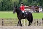 Bundesmeisterschaft Noriker + Haflinger Bild 19