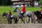 Bundesmeisterschaft Noriker + Haflinger Bild 20