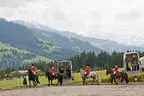Bundesmeisterschaft Noriker + Haflinger Bild 22