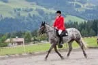 Bundesmeisterschaft Noriker + Haflinger Bild 26