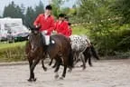 Bundesmeisterschaft Noriker + Haflinger Bild 27