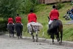Bundesmeisterschaft Noriker + Haflinger Bild 28