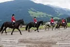 Bundesmeisterschaft Noriker + Haflinger Bild 30