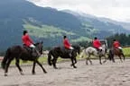 Bundesmeisterschaft Noriker + Haflinger Bild 31