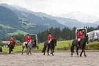 Bundesmeisterschaft Noriker + Haflinger Bild 33