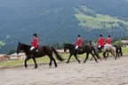 Bundesmeisterschaft Noriker + Haflinger Bild 37