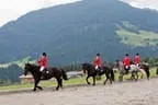 Bundesmeisterschaft Noriker + Haflinger Bild 38