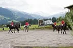 Bundesmeisterschaft Noriker + Haflinger Bild 39