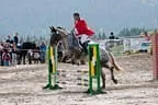 Bundesmeisterschaft Noriker + Haflinger Bild 51
