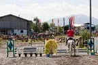 Bundesmeisterschaft Noriker + Haflinger Bild 52
