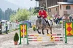 Bundesmeisterschaft Noriker + Haflinger Bild 54