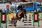 Bundesmeisterschaft Noriker + Haflinger Bild 56