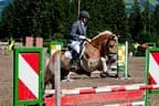 Bundesmeisterschaft Noriker + Haflinger Bild 66