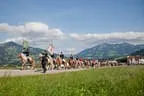 Bundesmeisterschaft Noriker + Haflinger Bild 80
