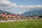 Bundesmeisterschaft Noriker + Haflinger Bild 82