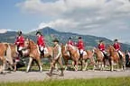 Bundesmeisterschaft Noriker + Haflinger Bild 83
