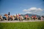 Bundesmeisterschaft Noriker + Haflinger Bild 84
