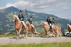 Bundesmeisterschaft Noriker + Haflinger Bild 88