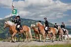 Bundesmeisterschaft Noriker + Haflinger Bild 97