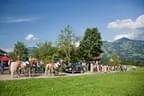 Bundesmeisterschaft Noriker + Haflinger Bild 114