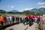 Bundesmeisterschaft Noriker + Haflinger Bild 121