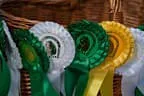 Bundesmeisterschaft Noriker + Haflinger Bild 124