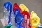 Bundesmeisterschaft Noriker + Haflinger Bild 131