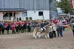 Bundesmeisterschaft Noriker + Haflinger Bild 138