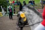 Bundesmeisterschaft Noriker + Haflinger Bild 141