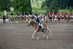 Bundesmeisterschaft Noriker + Haflinger Bild 142