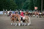 Bundesmeisterschaft Noriker + Haflinger Bild 144