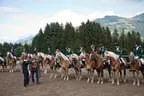 Bundesmeisterschaft Noriker + Haflinger Bild 148