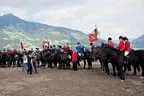 Bundesmeisterschaft Noriker + Haflinger Bild 150