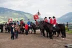Bundesmeisterschaft Noriker + Haflinger Bild 151