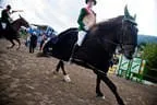 Bundesmeisterschaft Noriker + Haflinger Bild 153