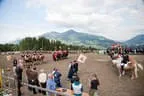 Bundesmeisterschaft Noriker + Haflinger Bild 176