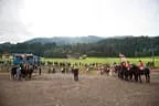 Bundesmeisterschaft Noriker + Haflinger Bild 180