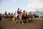 Bundesmeisterschaft Noriker + Haflinger Bild 187
