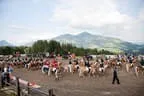 Bundesmeisterschaft Noriker + Haflinger Bild 188