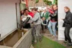 Bundesmeisterschaft Noriker + Haflinger Bild 222