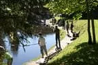 Königfischen Lärchenteich Bild 6