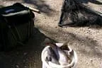 Königfischen Lärchenteich Bild 16