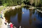 Königfischen Lärchenteich Bild 43