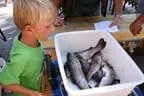 Königfischen Lärchenteich Bild 45